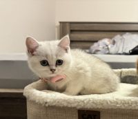 Scottish Fold Cats for sale in Gilbert, AZ 85296, USA. price: $1,500