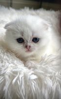 Scottish Fold Cats for sale in Burnsville, MN 55306, USA. price: $1,300
