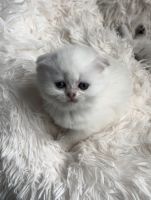 Scottish Fold Cats for sale in Burnsville, MN 55306, USA. price: $1,300