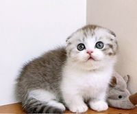 Scottish Fold Cats for sale in Billings, Montana. price: $700