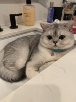 Scottish Fold Cats for sale in Citrus Heights, California. price: $900