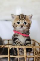Scottish Fold Cats for sale in Citrus Heights, California. price: $1,650