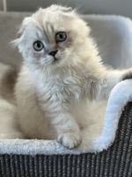 Scottish Fold Cats for sale in Lakeville, Minnesota. price: $1,000