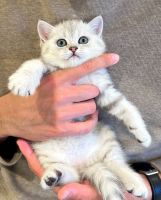 Scottish Fold Cats for sale in Los Angeles, California. price: $1,000