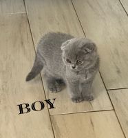 Scottish Fold Cats for sale in Adair, Oklahoma. price: $1,200