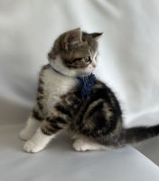 Kittens males and female