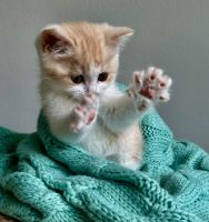 Kittens males and female