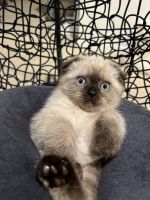 Scottish fold kittens