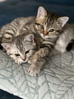 Scottish Fold Cats for sale in Penndel, PA 19047, USA. price: $400