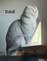 Scottish Fold Kittens