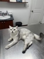 Scottish Fold Cats for sale in 1726 E 35th Ave, Vancouver, BC V5P 1B4, Canada. price: $200