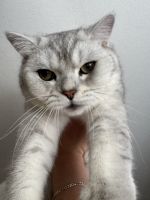 smart boy for meeting