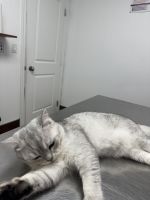 smart boy for meeting