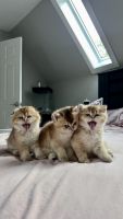 Scottish Fold Cats