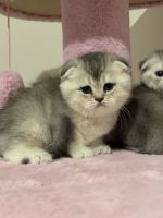 Scottish fold kittens