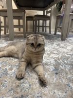 Selling both cats together