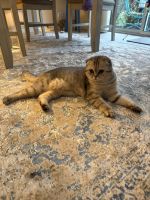 Selling both cats together