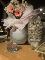 Scottish Fold Cats for sale in Philadelphia, PA, USA. price: $750