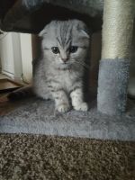 Misu Scottish Fold