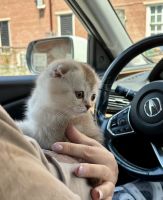 Scottish Fold Cats for sale in Bergenfield, NJ, USA. price: $1,250