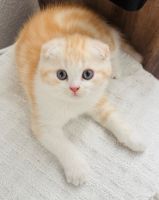Scottish Fold Cats for sale in Citrus Heights, CA 95621, USA. price: $800