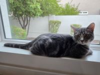 Scottish Fold Cats for sale in Glendale, AZ, USA. price: $50