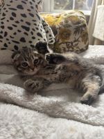 Scottish Fold Cats for sale in Fort Collins, CO, USA. price: $1,300