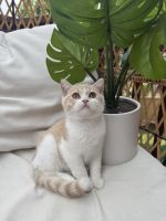 Scottish Fold Cats for sale in Denver, CO, USA. price: $1,500