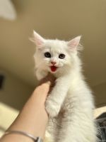 Scottish Fold Cats for sale in Orlando, FL, USA. price: $1,400