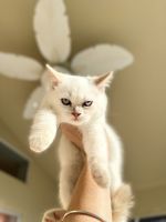 Scottish straight female