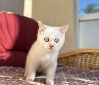 Scottish straight female