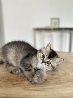 Scottish Fold Cats for sale in Woodland Park, CO 80863, USA. price: $1,000