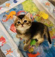 Scottish Fold Cats for sale in Bergenfield, NJ, USA. price: $1,200