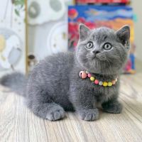 Registered 14 weeks Charming Scotish Fold kittens for Re-homing