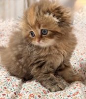 Scottish Fold Cats for sale in Sarasota, FL, USA. price: $1,900
