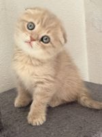 Scottish Fold Cats for sale in Sarasota, FL, USA. price: $1,900