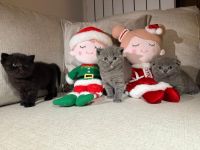 Scottish Fold Cats for sale in 58022 Follonica, Province of Grosseto, Italy. price: NA