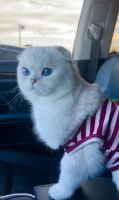 Scottish Fold Cats for sale in Mokena, IL, USA. price: NA