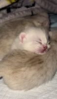 New scottish fold litter