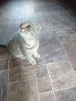 Scottish Fold Cats for sale in Mississauga, ON, Canada. price: $500