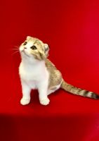 Scottish Fold kittens for sale