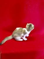 Beautiful Svottish Fold Kitten