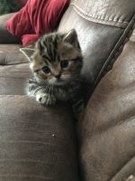 Amazing Scottish Fold Kittens
