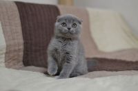 Scottish kittens for sale