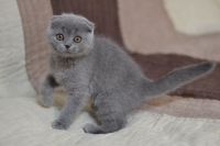 Scottish kittens for sale