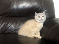 Scottish Straight Kittens