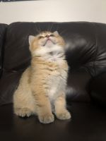 Scottish Straight Kittens