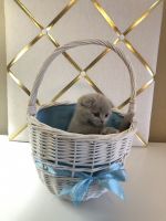 Scottish Fold/British Shorthair Kittens