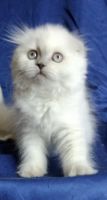 Female scottish fold kitten
