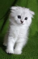 Scottish Fold Chinchilla Kitten (Male)